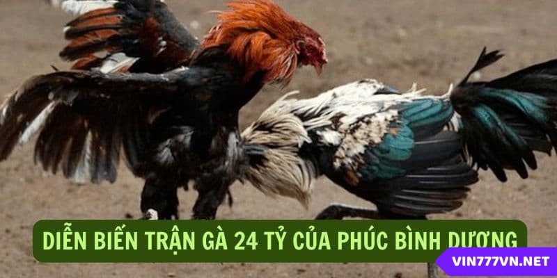 Diễn biến trận chiến kinh hoàng của hai chiến kê