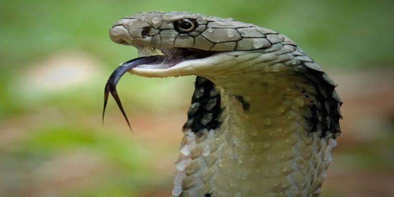Ngủ mơ thấy rắn độc là điềm báo không mấy tốt lành